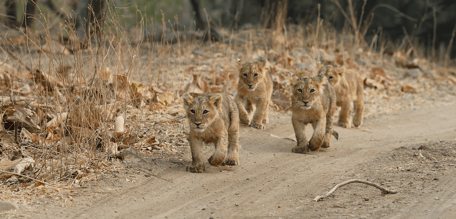 Gir National Park -  Sasan Gir